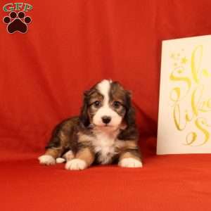 Percy, Mini Bernedoodle Puppy